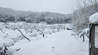 호두마루님의 복숭아 · 영농일지 작성글 사진