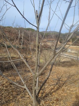 착한여자님의 기타작물 · 영농일지 작성글 사진