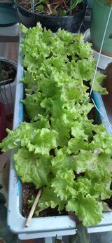 팜모닝 기타작물·영농일지 게시글 이미지