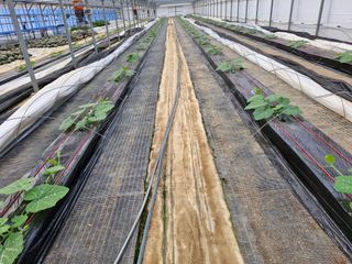 최근학님의 호박 · 영농일지 작성글 사진