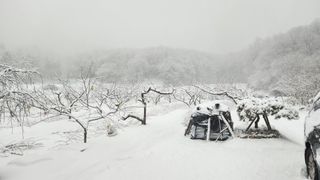 호두마루님의 복숭아 · 영농일지 작성글 사진