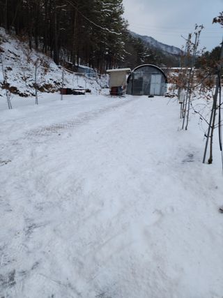 체리농원님의 기타작물 · 영농일지 작성글 사진