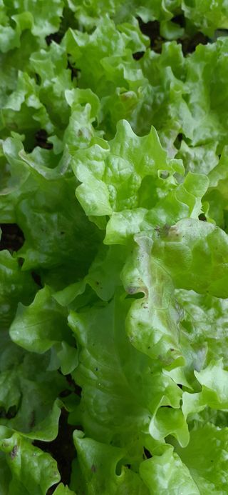 옥수수108701님의 기타작물 · 영농일지 작성글 사진