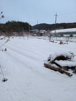 체리농원님의 기타작물 · 영농일지 작성글 사진