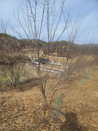 착한여자님의 기타작물 · 영농일지 작성글 사진