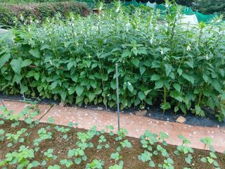 스마일김상호님의 들깨 · 영농일지 작성글 사진