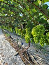 팜모닝 기타작물·영농일지 게시글 이미지