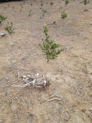 오늘도건강한하루되세님의 기타작물 · 영농일지 작성글 사진