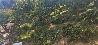 옥재벌님의 기타작물 · 영농일지 작성글 사진