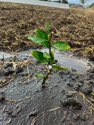 새달귤농장님의 귤 · 영농일지 작성글 사진