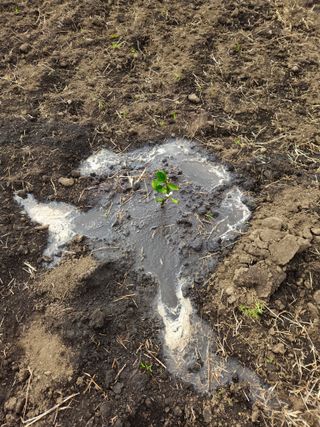 새달귤농장님의 귤 · 영농일지 작성글 사진