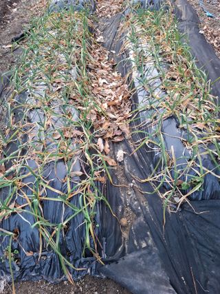 박정미님의 기타작물 · 영농일지 작성글 사진