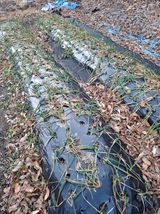 팜모닝 기타작물·영농일지 게시글 이미지