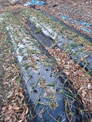 박정미님의 기타작물 · 영농일지 작성글 사진