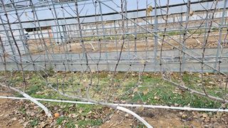 이순열님의 기타작물 · 영농일지 작성글 사진