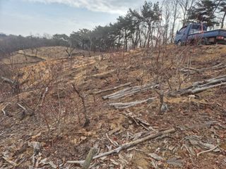 최진일님의 블루베리 · 영농일지 작성글 사진