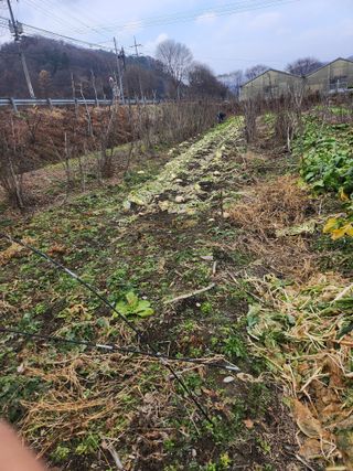 김용제 님의 기타작물 · 영농일지 작성글 사진