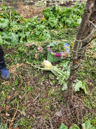 김용제 님의 기타작물 · 영농일지 작성글 사진