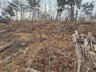 최진일님의 블루베리 · 영농일지 작성글 사진