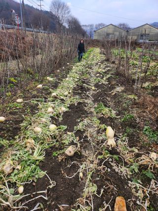 김용제 님의 기타작물 · 영농일지 작성글 사진