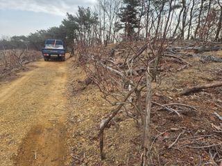 최진일님의 블루베리 · 영농일지 작성글 사진