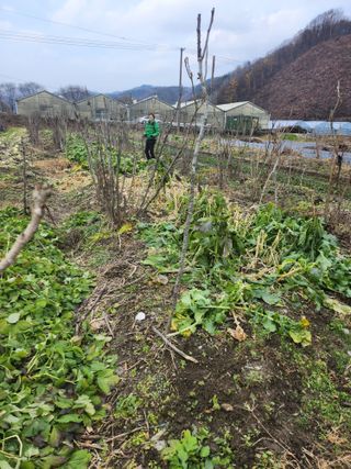 김용제 님의 기타작물 · 영농일지 작성글 사진