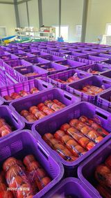 팜모닝 감·영농일지 게시글 이미지