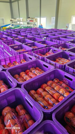 주하네팜(태추,부유님의 감 · 영농일지 작성글 사진