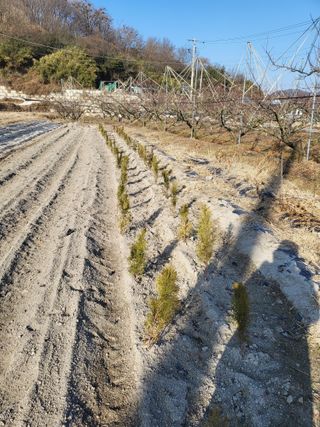 황정희님의 두릅 · 영농일지 작성글 사진