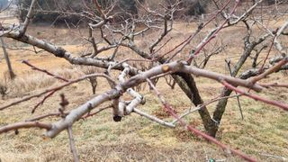 권혁렬님의 기타작물 · 영농일지 작성글 사진