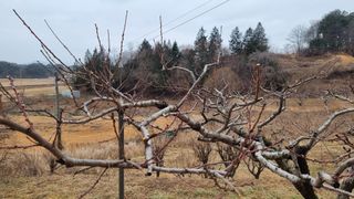 권혁렬님의 기타작물 · 영농일지 작성글 사진