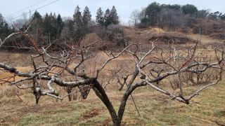 권혁렬님의 기타작물 · 영농일지 작성글 사진