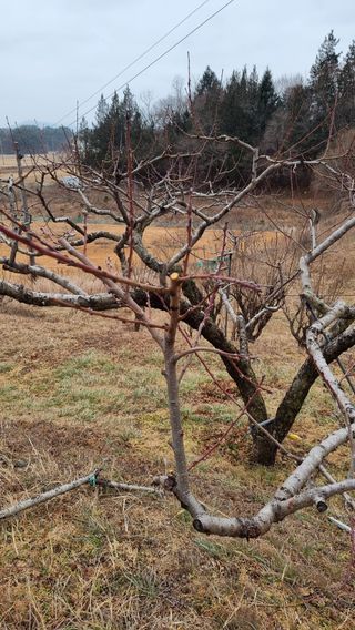권혁렬님의 기타작물 · 영농일지 작성글 사진