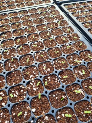 이명숙님의 기타작물 · 영농일지 작성글 사진