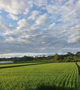 팜모닝 벼·영농일지 게시글 이미지