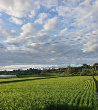 청주댁2658님의 벼 · 영농일지 작성글 사진