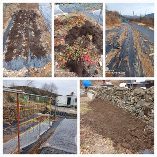 이세순님의 기타작물 · 영농일지 작성글 사진