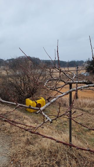 권혁렬님의 기타작물 · 영농일지 작성글 사진