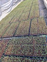 팜모닝 기타작물·영농일지 게시글 이미지