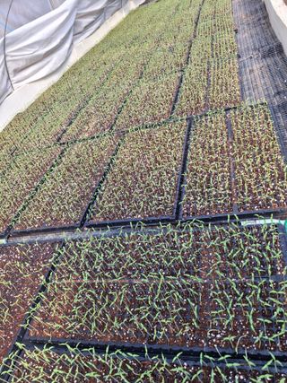 김옥희님의 기타작물 · 영농일지 작성글 사진