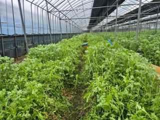 준영농장 출석왕.님의 기타작물 · 영농일지 작성글 사진