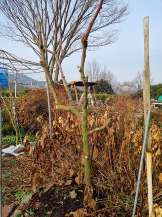 이남신님의 기타작물 · 영농일지 작성글 사진