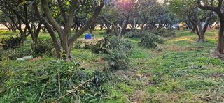 옥재벌님의 기타작물 · 영농일지 작성글 사진