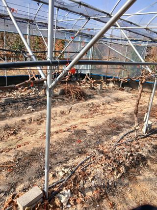 백년농원님의 기타작물 · 영농일지 작성글 사진