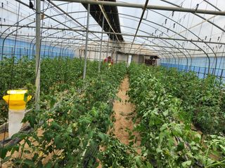 참깨20388님의 토마토 · 영농일지 작성글 사진