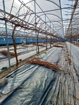 팜모닝 기타작물·영농일지 게시글 이미지