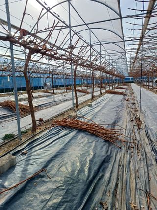 낙양성님의 기타작물 · 영농일지 작성글 사진