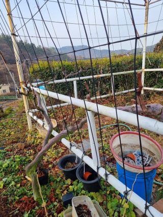 이남신님의 기타작물 · 영농일지 작성글 사진