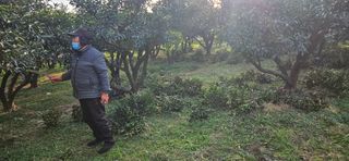 옥재벌님의 기타작물 · 영농일지 작성글 사진