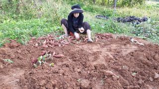 김제선:양평읍회현리님의 고구마 · 영농일지 작성글 사진
